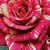Vörös - fehér - Virágágyi floribunda rózsa - Abracadabra ®